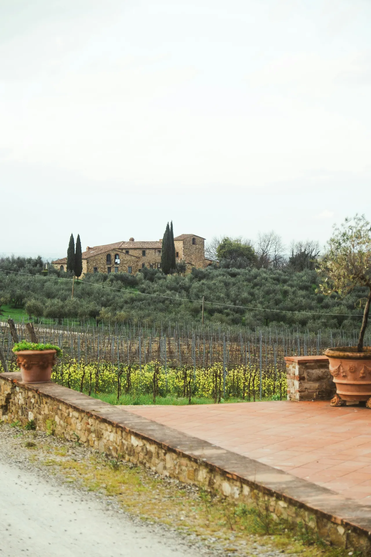 Ospiti in collina tra filari e luce mediterranea